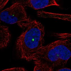 DMBT1/GP340 Antibody, Novus Biologicals 0.1mL; Unlabeled:Antibodies, Polyclonal